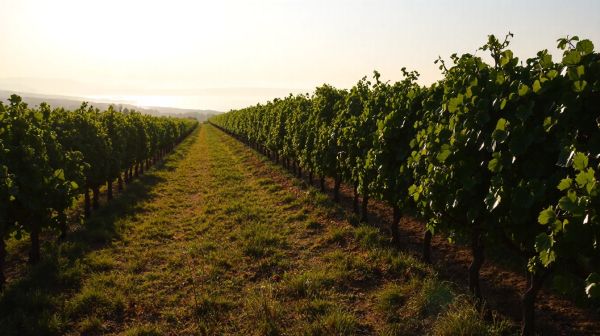 Top solutions pour éliminer les nuisibles dans le Var